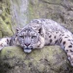 Снежный барс, в которого стреляли в январе, Жаабарс начал мяукать. Это так мило