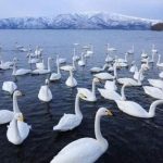 Лебеди и лед на Иссык-Куле — красивое видео с дрона