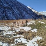 В парке «Саймалуу-Таш» посадили 40 деревьев в рамках программы «Жашыл мурас»