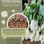 Принимаем заказы на тюльпаны оптом к 8 марта на 2026г.