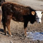 Вспышки опасных болезней скота. Как Кыргызстан защищает людей и свой рынок мяса