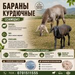 Бараны курдючные (самцы)  — Порода: курдючная (выраженный крупный курдюк для накопления жира)